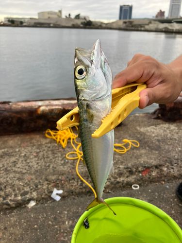 サバの釣果