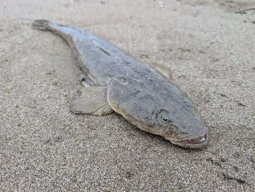 マゴチの釣果