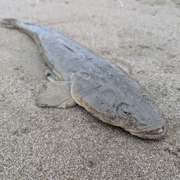 マゴチ