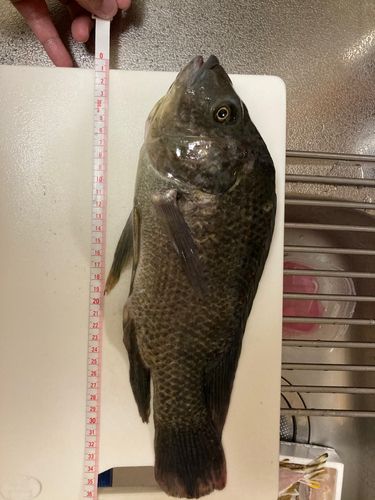 ナンヨウチヌの釣果