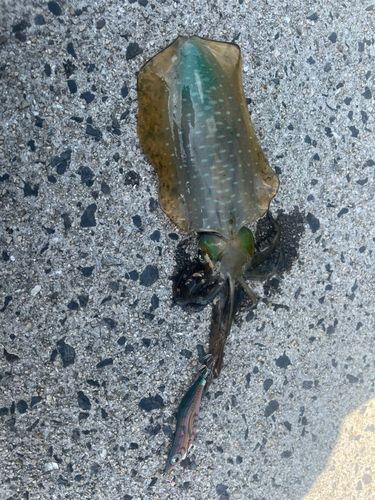 アオリイカの釣果