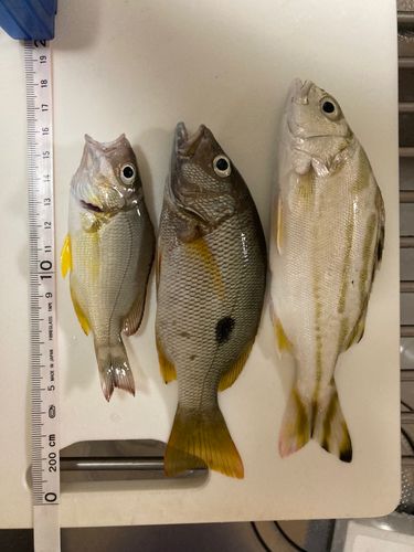 コトヒキの釣果