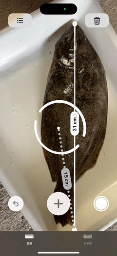 ヒラメの釣果