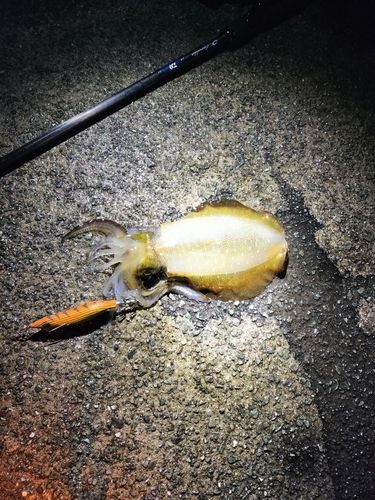 アオリイカの釣果