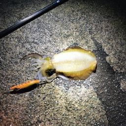 アオリイカ