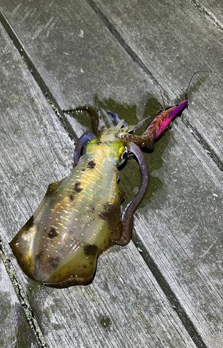 アオリイカの釣果