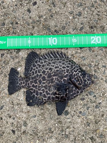 イシガキダイの釣果