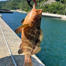 アコウ