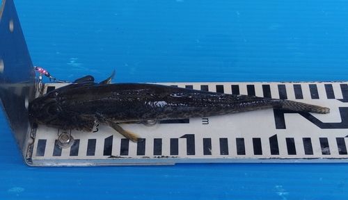 ハゼの釣果