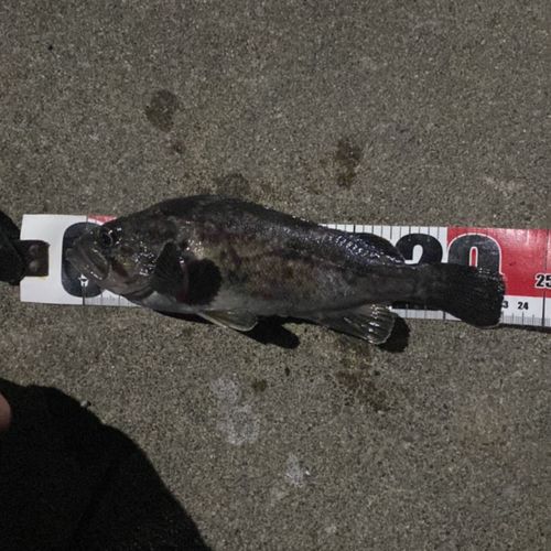 クロソイの釣果