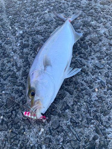 ネリゴの釣果