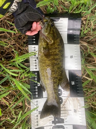 スモールマウスバスの釣果