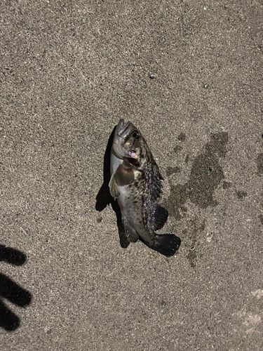 クロソイの釣果