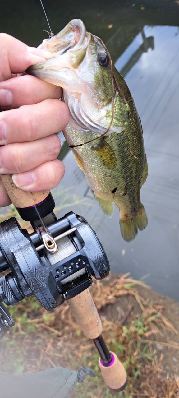 fenwick リンクス キャスティングロッド リンクス LINKS66CMLJの最安値