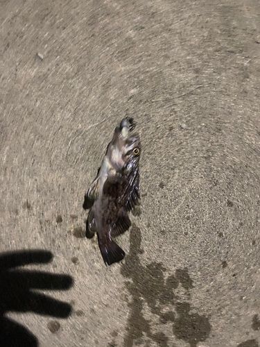 クロソイの釣果