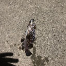 クロソイ