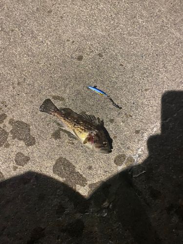 クロソイの釣果