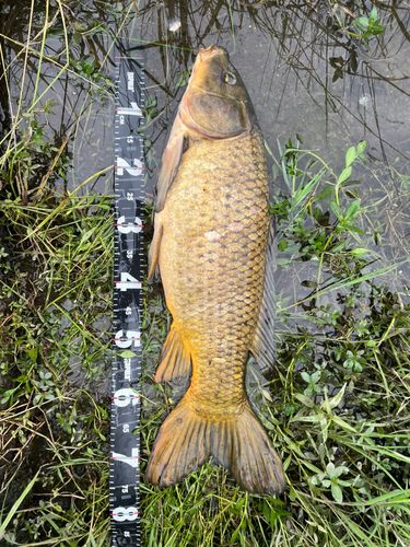 コイの釣果