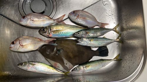 アジの釣果