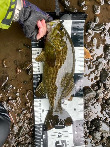 スモールマウスバスの釣果