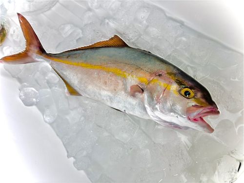 ショゴの釣果