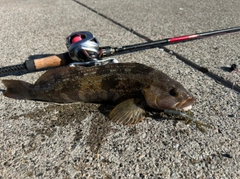 アブラコの釣果