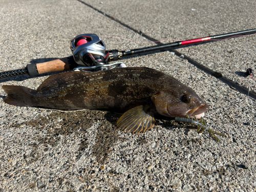 アブラコの釣果