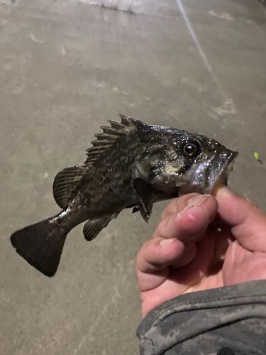 クロソイの釣果