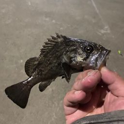 クロソイ