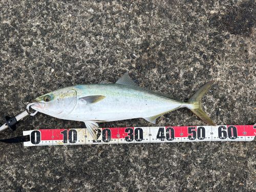 ハマチの釣果
