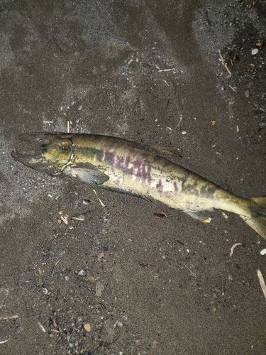 アキアジの釣果
