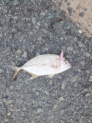 メッキの釣果