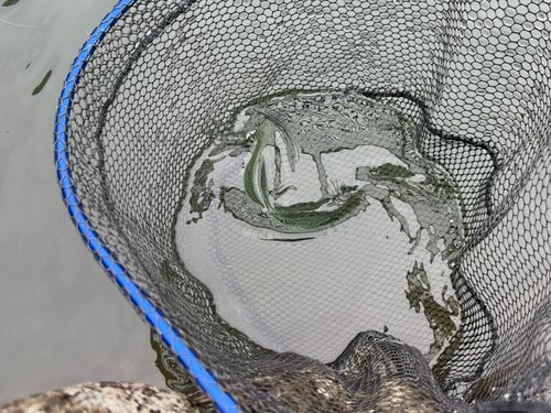 ニジマスの釣果