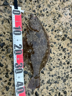 ヒラメの釣果