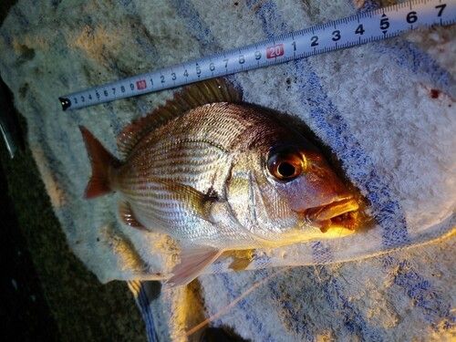マダイの釣果