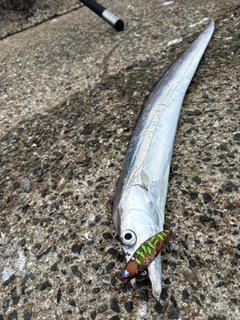 タチウオの釣果