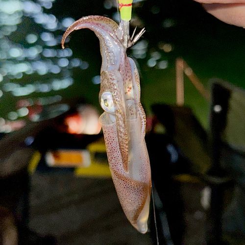 マメイカの釣果