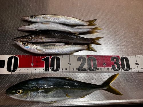 ワカシの釣果