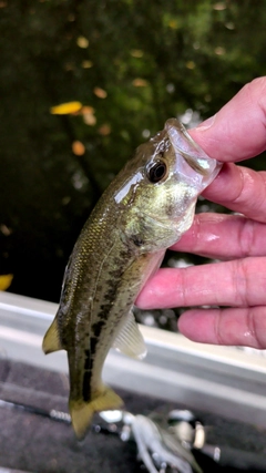 ラージマウスバスの釣果
