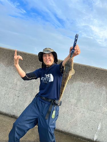 マゴチの釣果