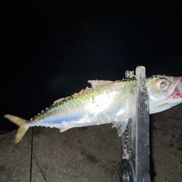 サバ
