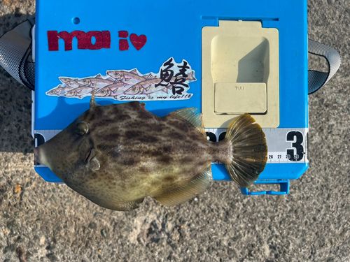 カワハギの釣果