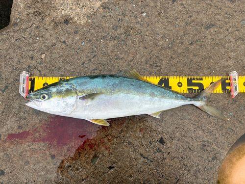 ワラサの釣果