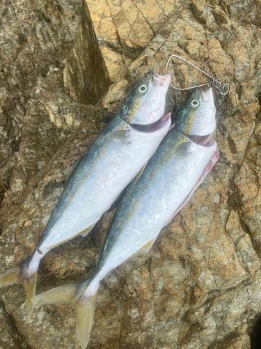 ヤズの釣果