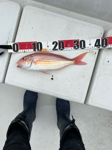 イトヨリダイの釣果