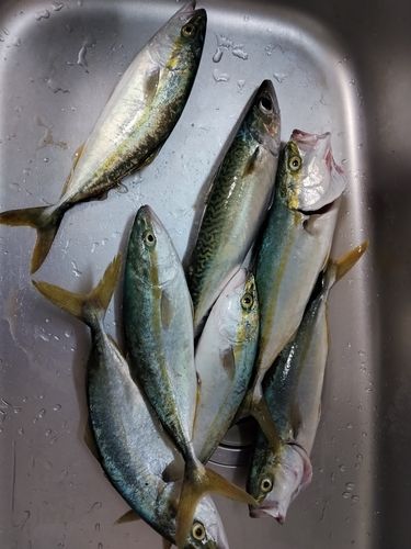 ワカシの釣果