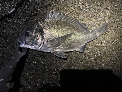 チヌの釣果