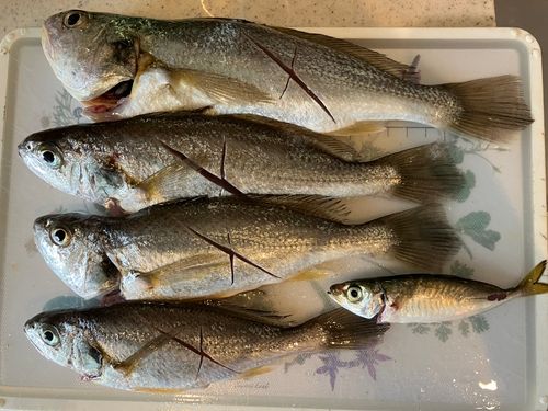 イシモチの釣果