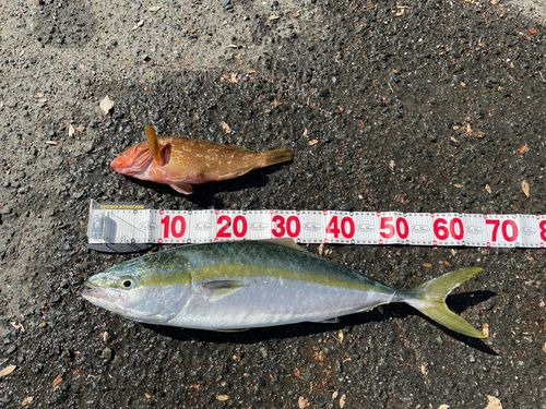 ハマチの釣果