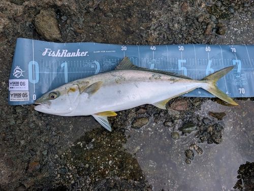 ヒラマサの釣果